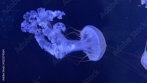 Jellyfish in the water