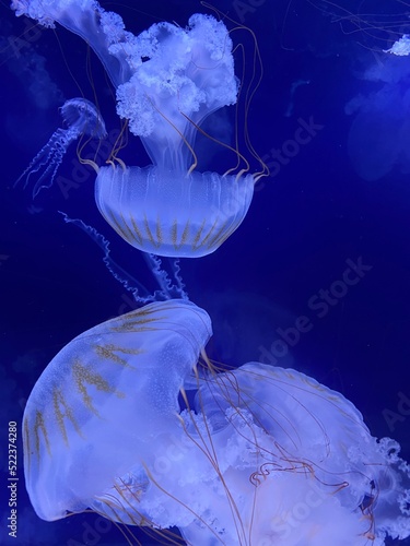 Jellyfish in a blue water