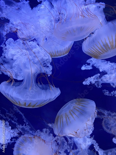 Jellyfish in aquarium
