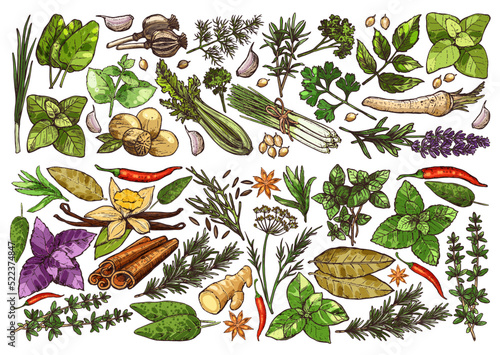 Spices, herbs and seasonings sketch background. Sorrel, lemongrass, oregano and melissa, nutmeg, poppy, coriander and savory, cilantro, parsley and horseradish, lavender, chili vector kitchen herbs