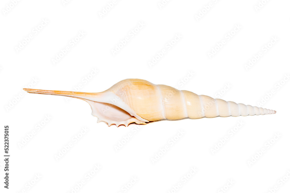 Image of Tibia Fusus sea shells (Spindle tibia or Shinbone tibia gastropod) on a white background. Sea shells. Undersea Animals. Image of Tibia Fusus sea shells (Spindle tibia or Shinbone tibia gastropod) on a white background. Sea shells. Undersea Animals.
