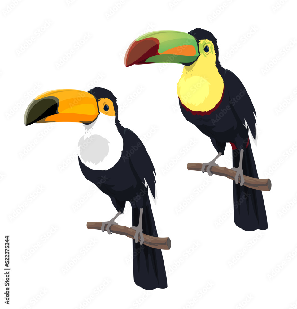 Fototapeta premium Cartoon isolated mexican toucan birds. Mexico, Costa Rica or South America wild nature fauna, amazonian rainforest toucan bird with long beak, zoo exotic tropical jungle animal