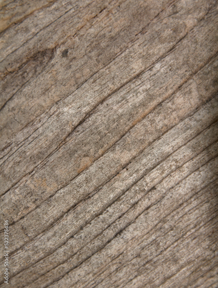 close-up--pattern-pattern of the light brown tree and the details of the surface-beautiful naturally create traces-deep-shallow-thick and thin. close-up--pattern-pattern of the light brown tree and the details of the surface-beautiful naturally create traces-deep-shallow-thick and thin.