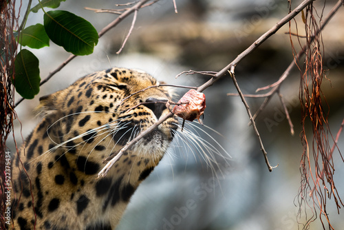 leopard sniffing
