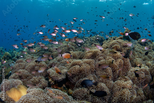 A lot of fish living beside a huge field of sea anemones. Underwater world of Tulamben  Bali  Indonesia.