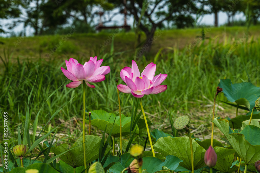 蓮田の蓮の花