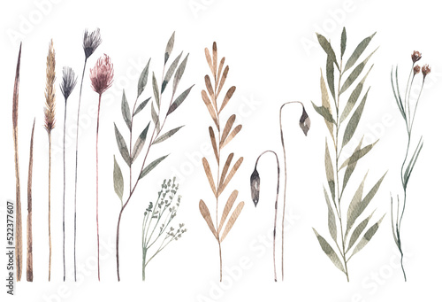 Fototapeta Naklejka Na Ścianę i Meble -  Collection of wild field plants. Ears, herbs, buds watercolor illustration. Herbarium style illustration