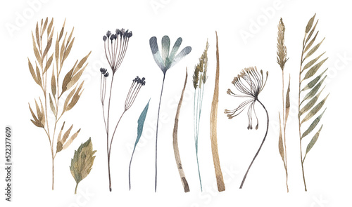 Collection of dry meadow herbs and ears. Watercolor illustration of wild plants in herbarium style. Illustrations for postcards, banners, invitations. Autumn herbs. photo