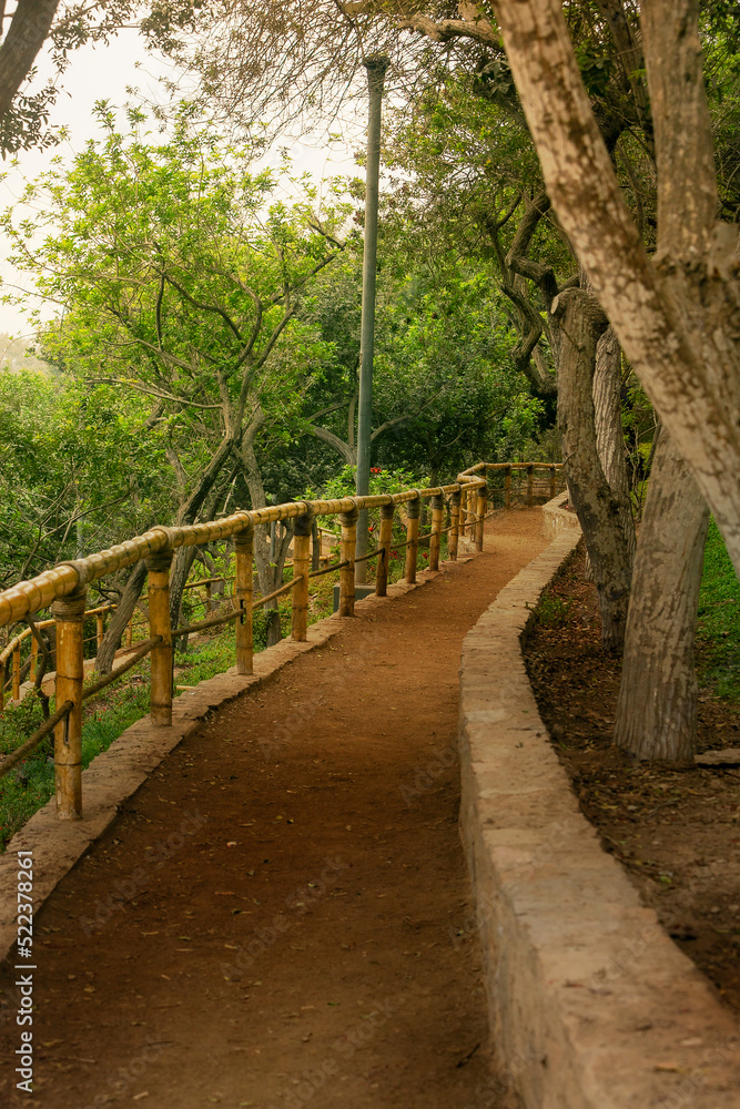 CAMINO EN MEDIO DEL BOSQUE, PAISAJE DE BAMBO, LOMA AMARILLA SOLITARIO CAMINO EN MEDIO DEL BOSQUE, PAISAJE DE BAMBO, LOMA AMARILLA SOLITARIO