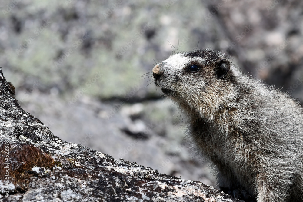 A hoary marmot (Marmota caligata) in a boulder field high in Alaska's Talkeetna Mountains. A hoary marmot (Marmota caligata) in a boulder field high in Alaska's Talkeetna Mountains.
