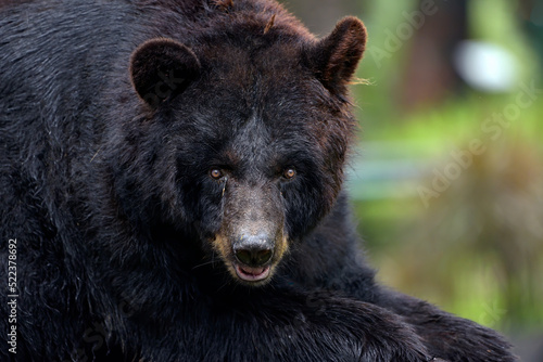 Close up photo of american black bear