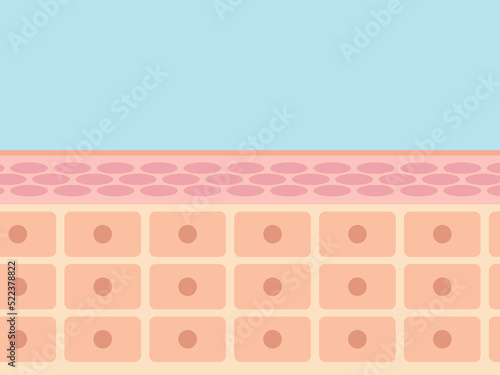 肌の断面イメージ