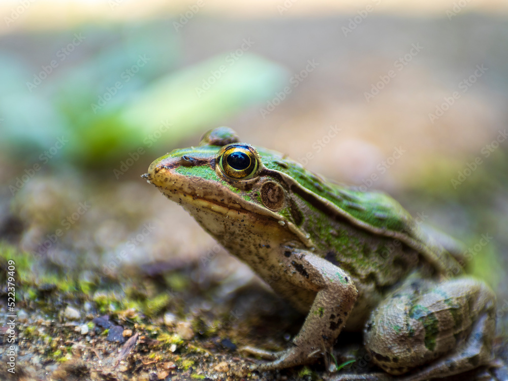 見つめるトノサマガエル 見つめるトノサマガエル