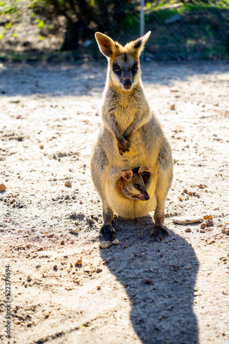 kangaroo and baby wallaby 
