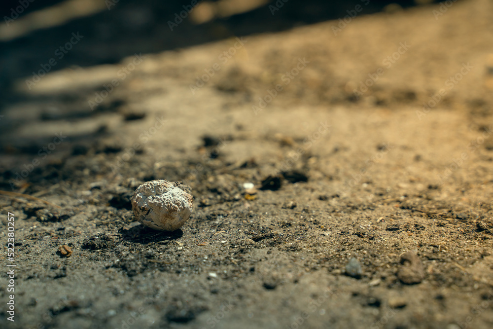 Dry white chicken poop close-up. chicken manure Dry white chicken poop close-up. chicken manure