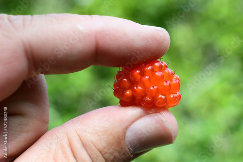 Wild Alaska salmonberry (Rubus spectabilis) in the hand.