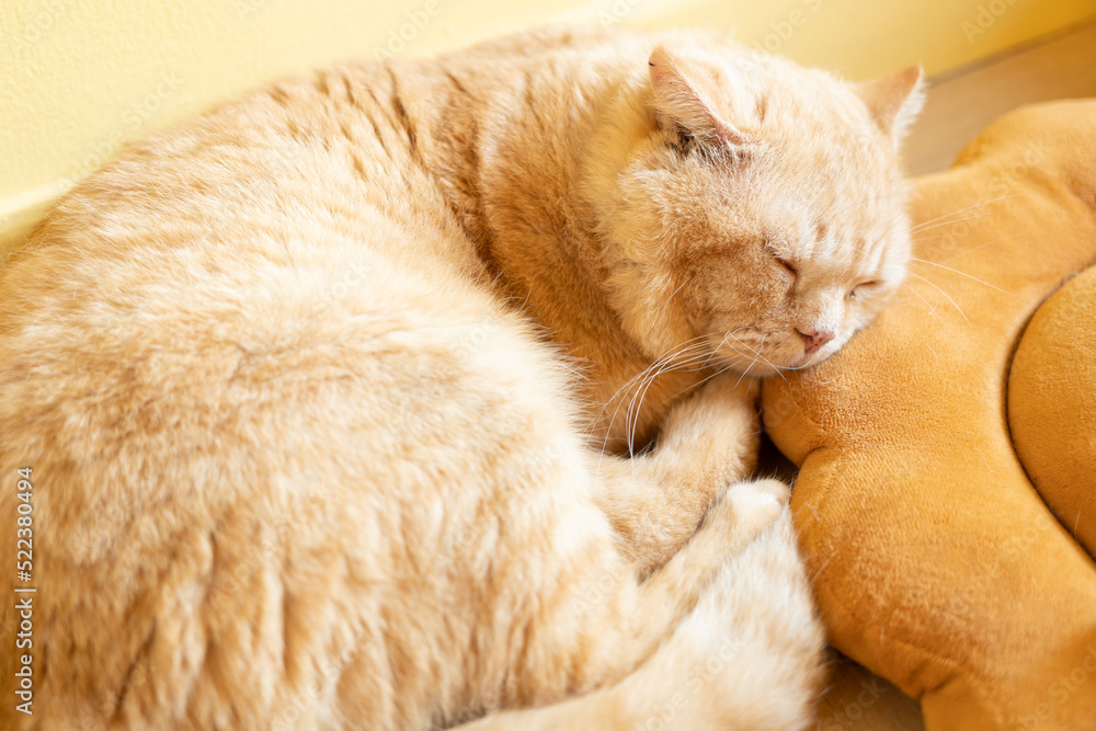 Fototapeta premium cat with his eyes closed. cat lies clasped and closed his eyes