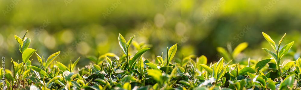 Banner Green tea tree leaves field young tender bud herbal Green tea tree in camellia sinensis organic farm. Panorama Fresh Tree tea leaf plant green nature in herbal farm background with Copy Space Banner Green tea tree leaves field young tender bud herbal Green tea tree in camellia sinensis organic farm. Panorama Fresh Tree tea leaf plant green nature in herbal farm background with Copy Space