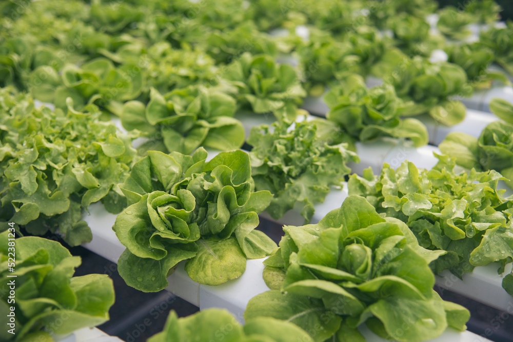 Salad farm vegetable green oak lettuce. Close up fresh organic hydroponic vegetable plantation produce green salad hydroponic cultivate farm. Green oak lettuce salad in green Organic plantation Farm Salad farm vegetable green oak lettuce. Close up fresh organic hydroponic vegetable plantation produce green salad hydroponic cultivate farm. Green oak lettuce salad in green Organic plantation Farm