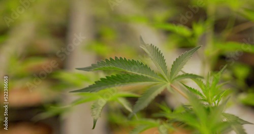 close up of marijuana leaf