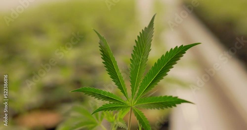 cannabis leaf in 4k slow motion