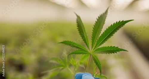 single 7 point cannabis leaf at professional grow facility