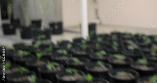 rows of young cannabis plants in the nursery of a industrial grow facility