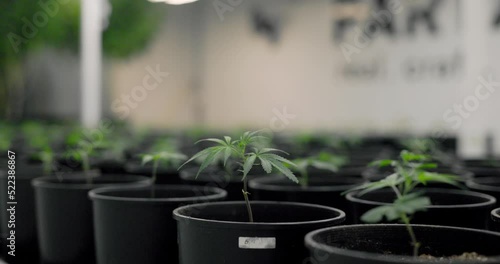 closeup of baby young cannabis plants germinating and seedling