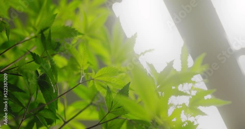 4k close up of cannabis plant under growing lights 