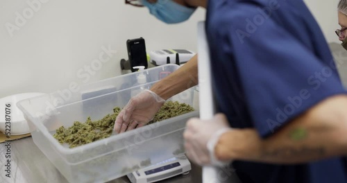 weighing an industrial container of cannabis