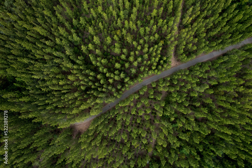 aerial view green forest landscape aerial natural scenery of pine trees and contrasting road path country path through pine trees adventure travel concept