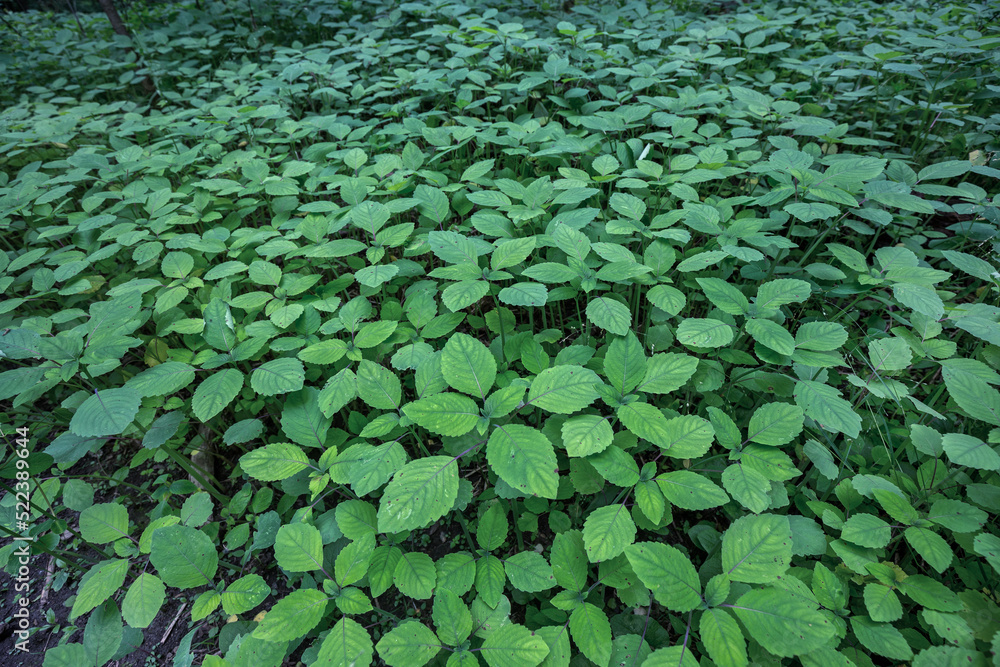 Oka National Park Quebec Canada Oka National Park Quebec Canada