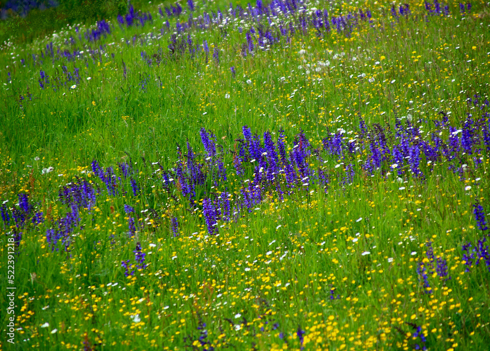 Naklejka premium wiesensalbei bunte blumenwiese