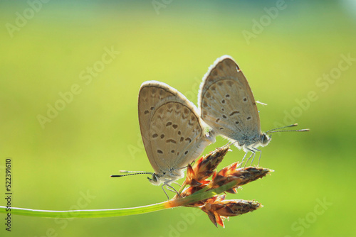 little butterfly mating on a green background