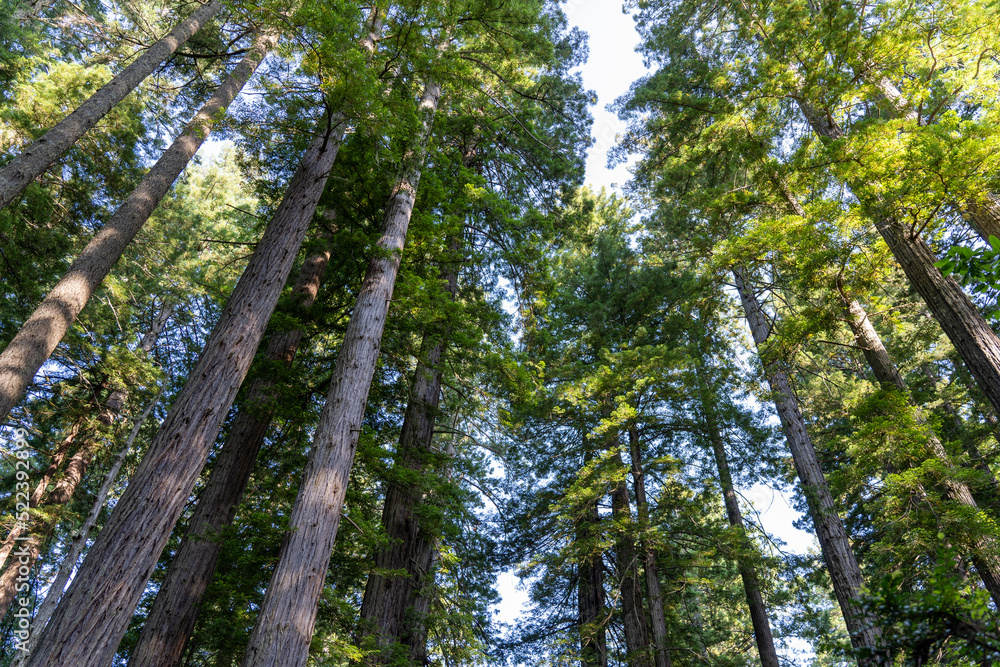 Fototapeta premium giant tall redwood trees reaching towards the sunny sky