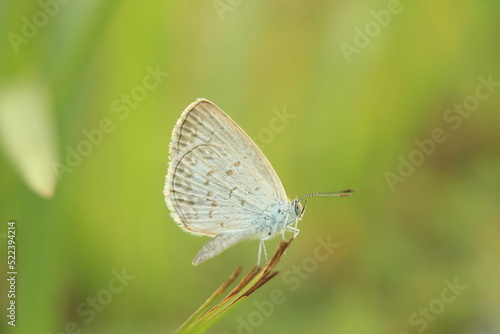 little butterfly perched on the grass on a green background © ridho
