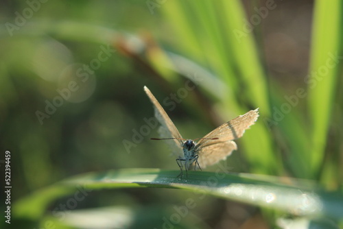 little butterfly perched on the grass on a green background