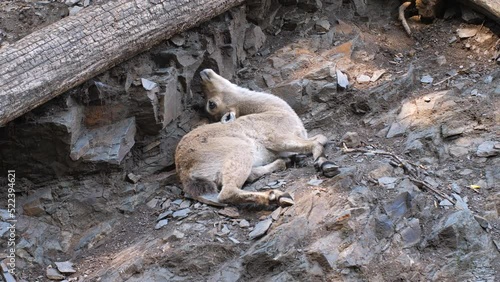 West Caucasian Tur Kid Lying On The Forest Ground With Head Bent Upward. high angle photo