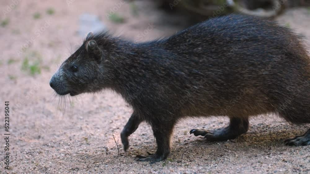 Close Up Of A Rare Cuban Hutia Rodent Walking On The Ground In Slow Motion. Close Up Of A Rare Cuban Hutia Rodent Walking On The Ground In Slow Motion.
