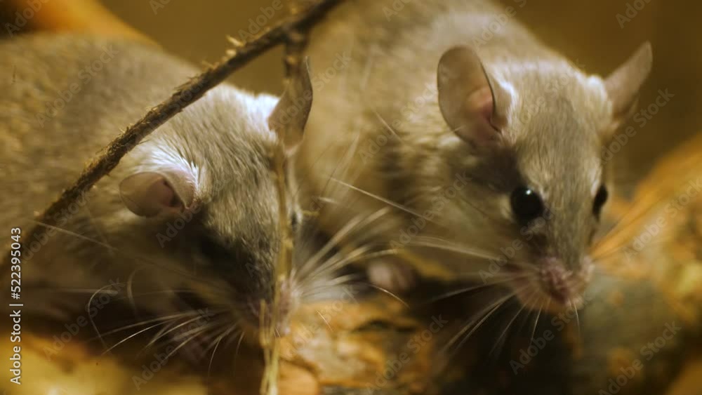 Asia Minor Spiny Mice With One Cleaning Paw With Its Tongue. close up Asia Minor Spiny Mice With One Cleaning Paw With Its Tongue. close up