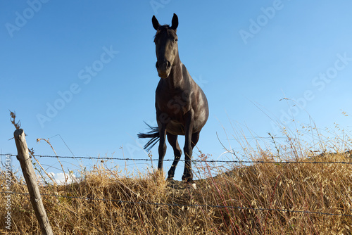 black horse grazing free on the blue sky