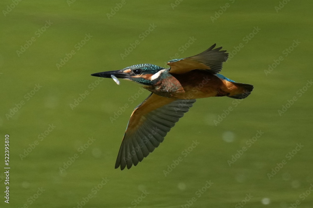 kingfisher in flight kingfisher in flight