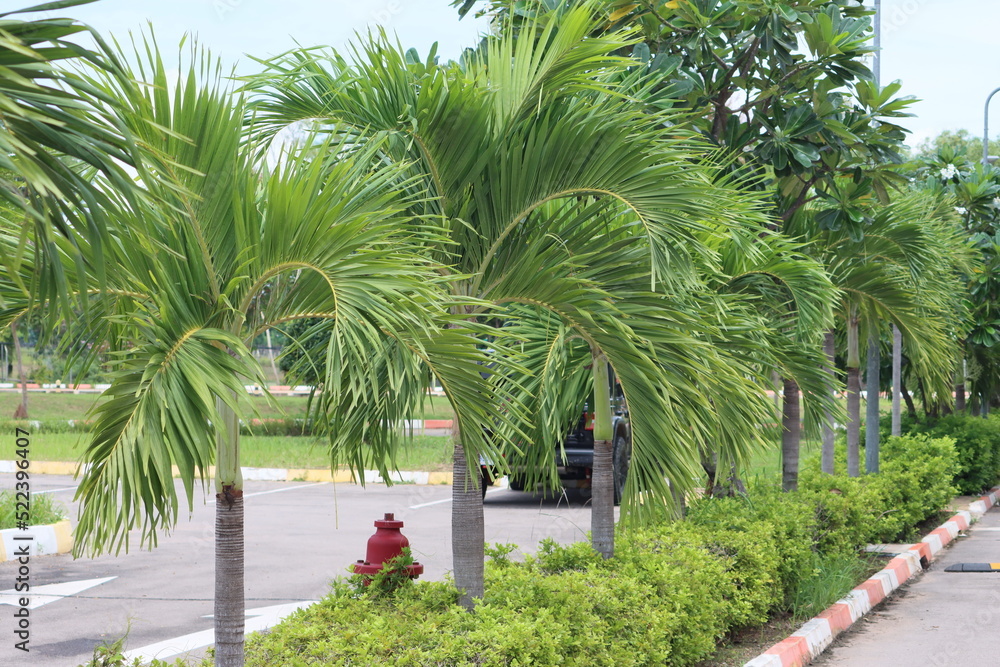 Fototapeta premium Cambodia. Adonidia is a genus of flowering plants in the family Arecaceae, native to the Philippines and Borneo.