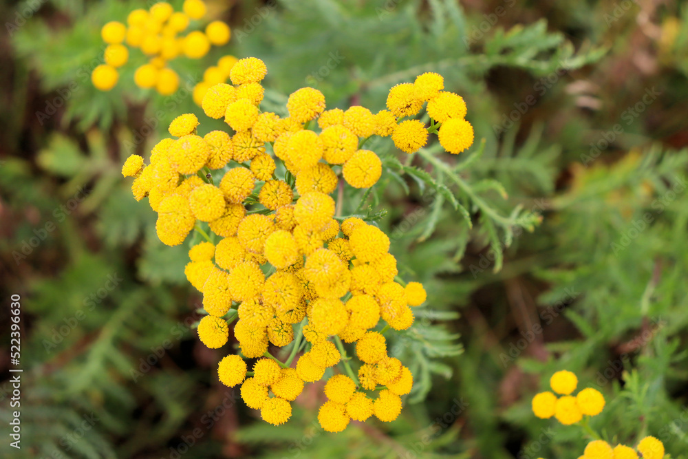 Yellow meadow flowers on a field in autumn, Yellow tansy flowers Yellow meadow flowers on a field in autumn, Yellow tansy flowers