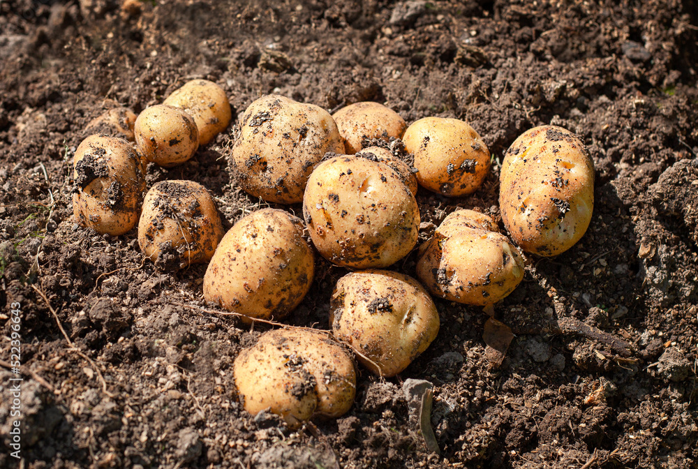fresh potatoes lie on the ground outdoors fresh potatoes lie on the ground outdoors