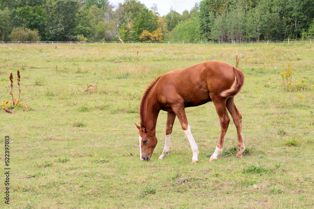 Horses graze in the meadow Horses graze in the meadow