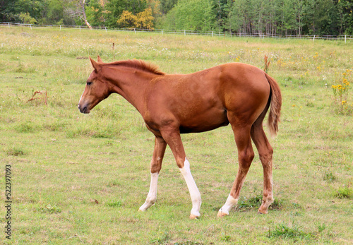 Horses graze in the meadow