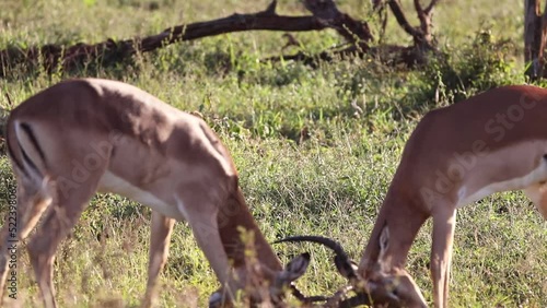 Male impala fighting these artiodactyl mammals and African antelopes live in the wild in the African savannah of South Africa and fight to mate with females.