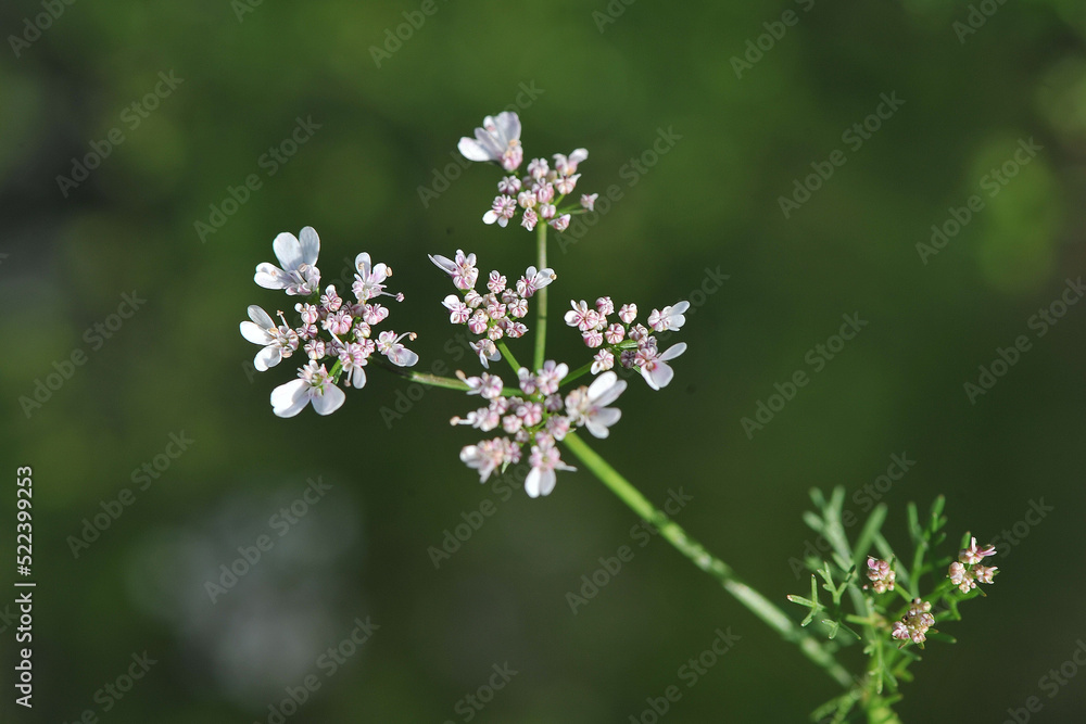 Coriander blossom on its plant with selective focus. Coriander blossom on its plant with selective focus.
