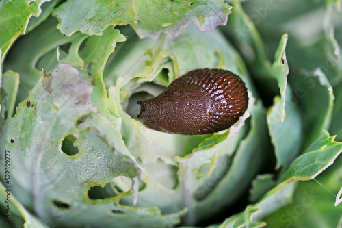 Spanish slug (Arion vulgaris) is dangerous pest agriculture. Slug eats cabbage. Selective focus. photo